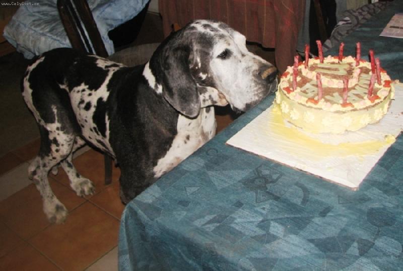 Foto: Nádherná babička Korba  Uttis CS-Oslava 11 narozenin!!!