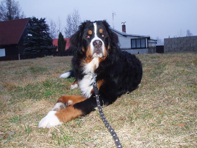 Foto: Amadeus-Všechno znám, všechno vím...