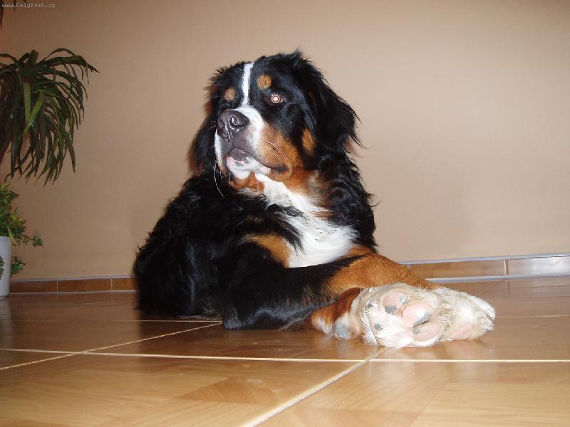 Foto: Amadeus-prostě taková pohodička....