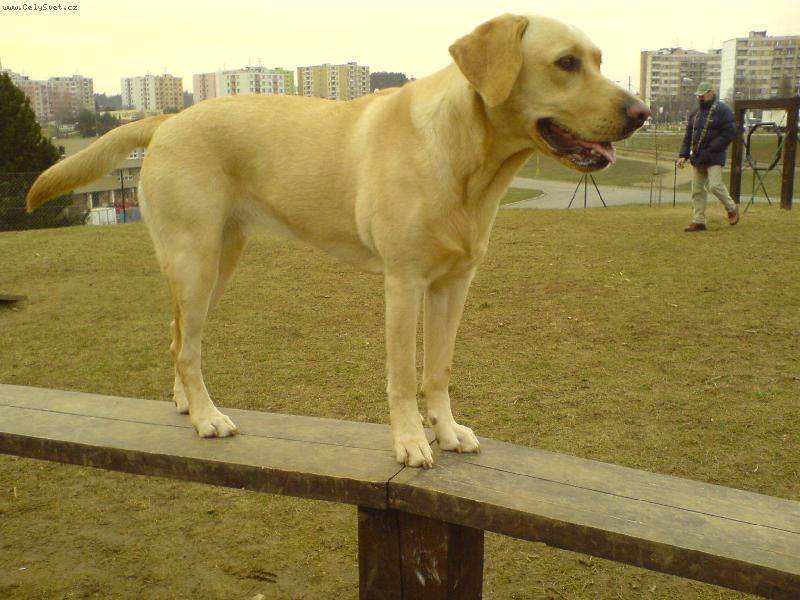 Foto: Bára na lavce-Bystrcký oploceny vyběh