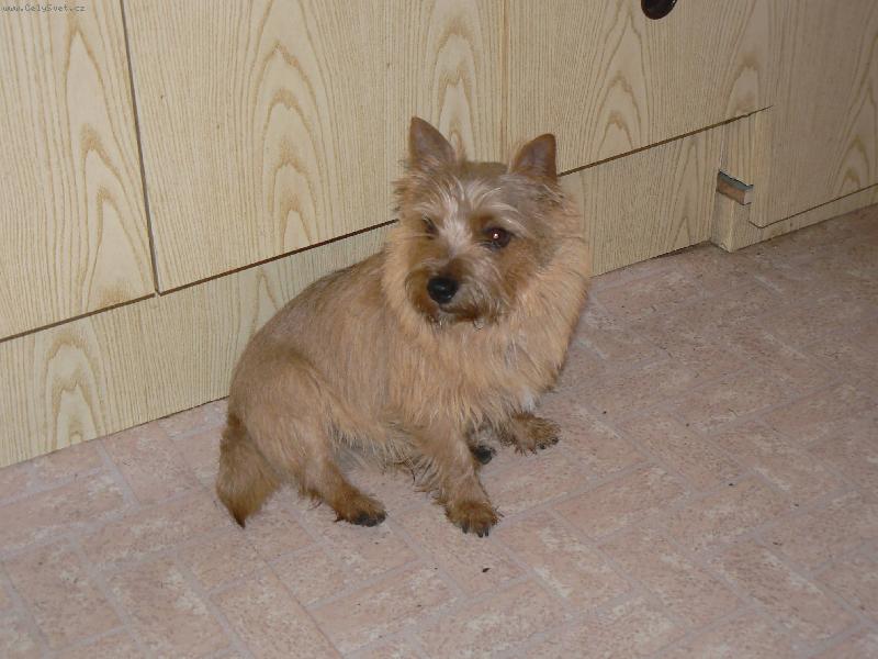 Foto: Norvič-Benny (Jakub z Muškátové zahrady)