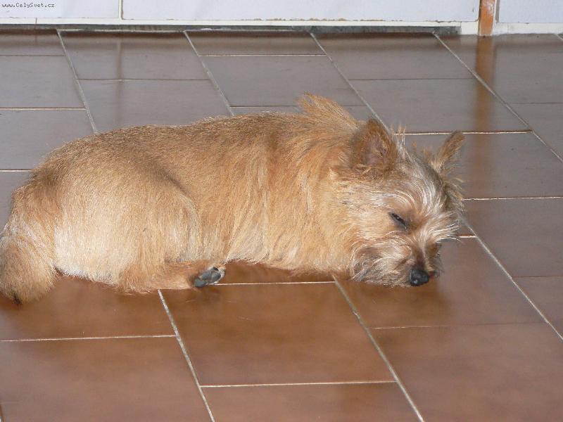 Foto: Norvič-Benny (Jakub z Muškátové zahrady)