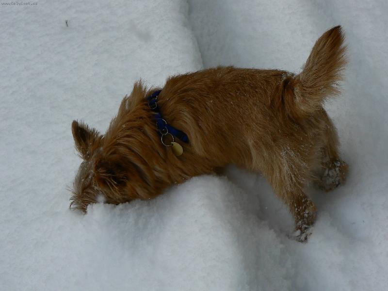 Foto: Norvič-Benny (Jakub z Muškátové zahrady)