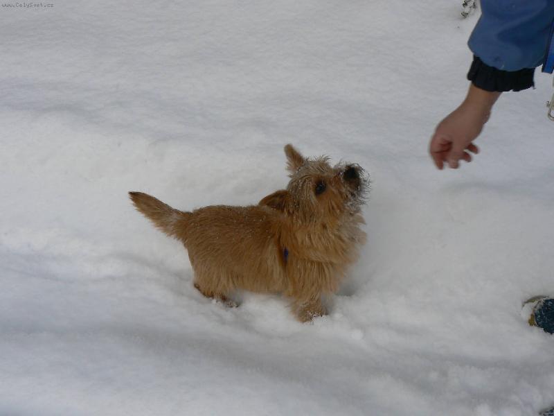 Foto: Norvič-Benny (Jakub z Muškátové zahrady)
