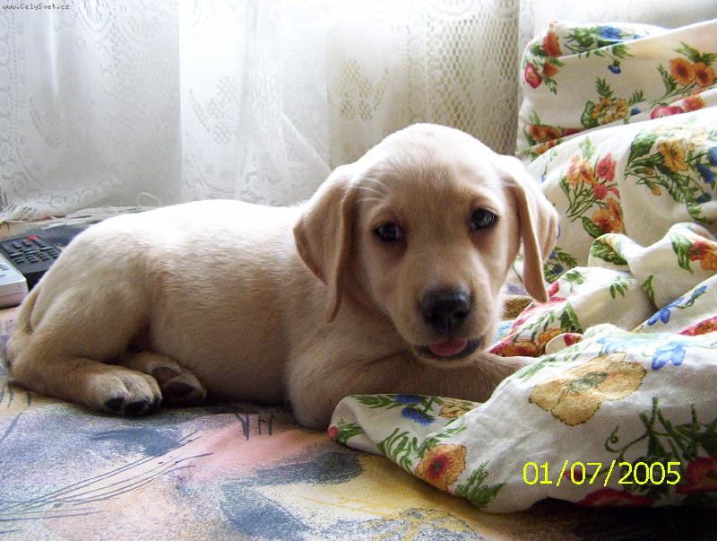 Foto: Bára, první den doma-je mi 6 týdnů