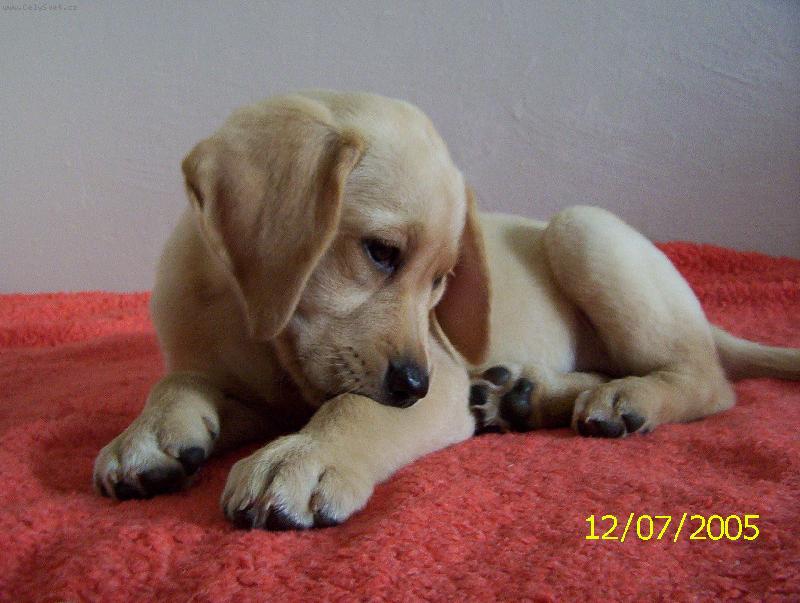 Foto: Bára v postely-odpočinek