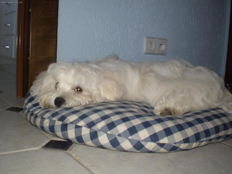 Foto: Spinkám-Montík