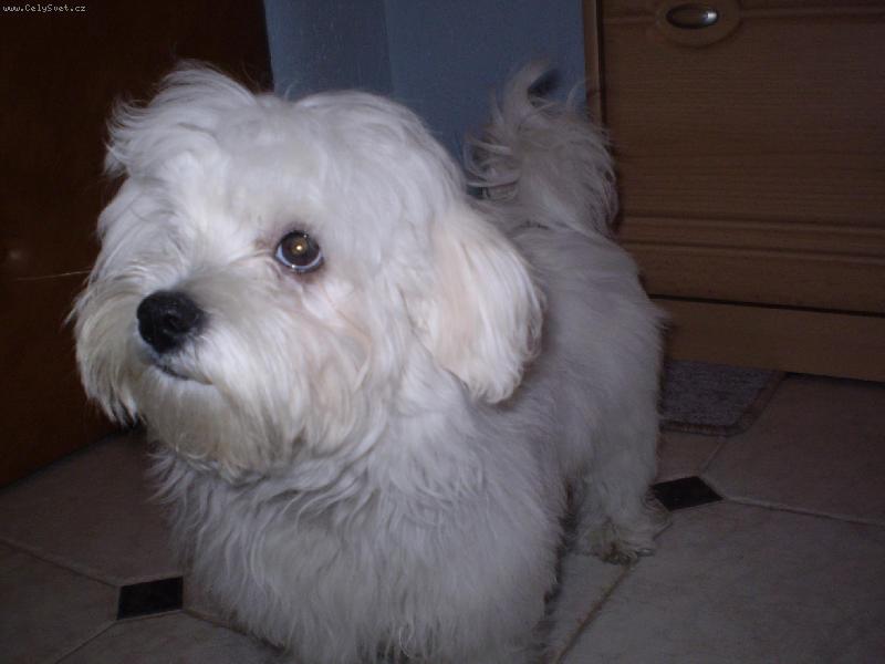 Foto: Kukuč-Maltézáček Monty