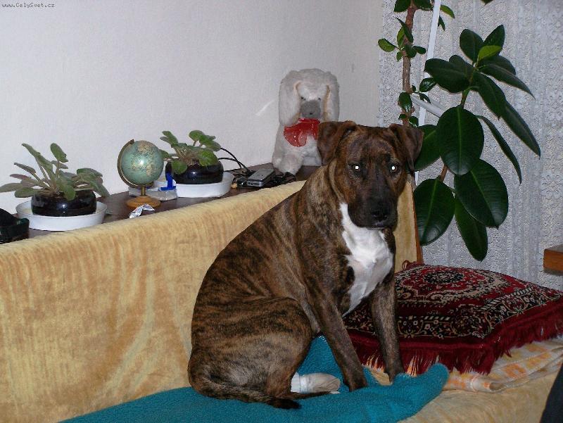 Foto: Morgana-Oddana, verna, velmi kludna, pri nebezpecenstve agresivna\\. Zachranila mi zivot !!!