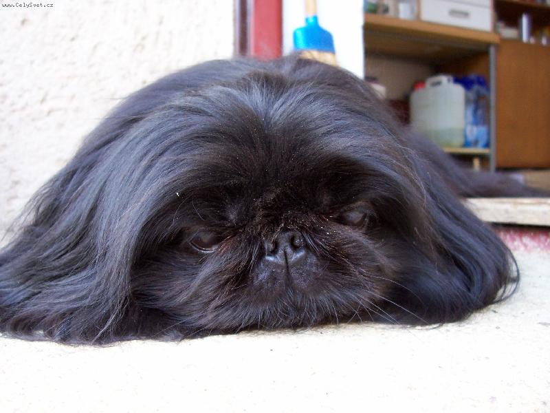 Foto: Megynka zahradnice-Hlídám si právě zahrabanou kostičku\\. Ještě mám hlínu na čumáčku\\.