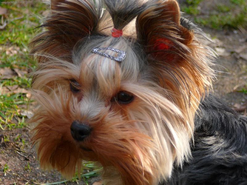 Foto: Nellinka-Nellinka na procházce 9\\.3\\.07