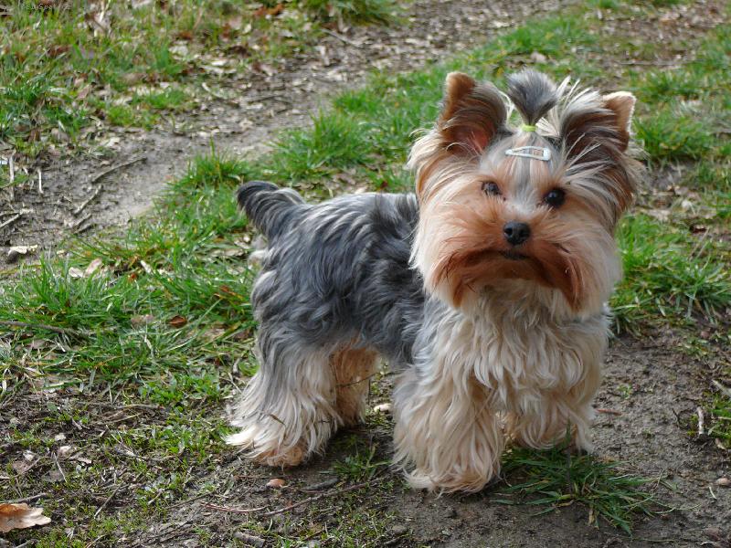 Foto: Nellinka \\(www\\.nellinka\\.wbs\\.cz\\)-Malý zarostlý medvídek