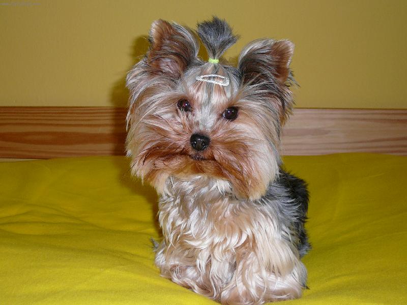 Foto: Nellinka-v pelíšku :o\\) - www\\.nellinka\\.wbs\\.cz