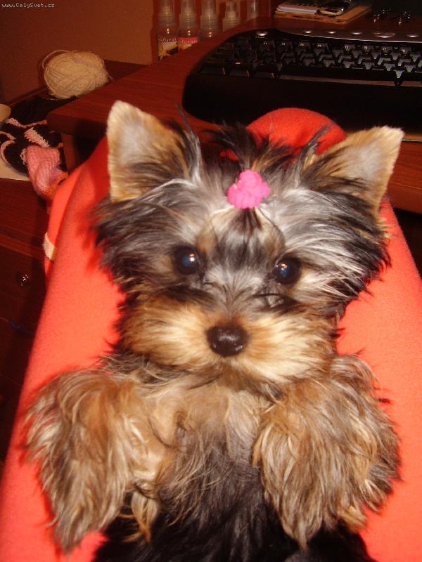 Foto: Daisynka-při úpravě svého zevnějšku =\\)