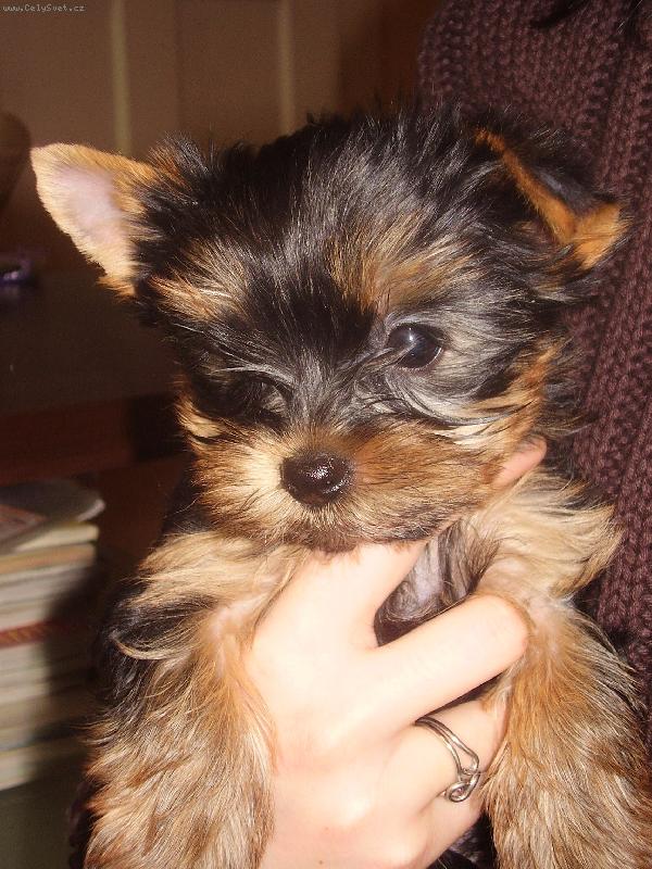 Foto: Daisy miminko-ještě u maminky