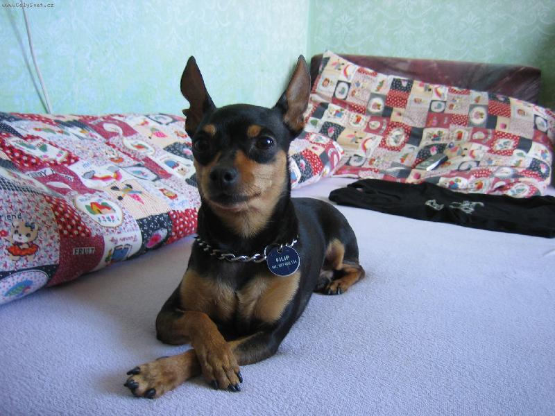 Foto: Fildík naparovač