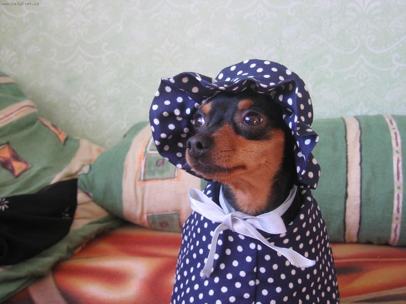 Foto: Fildík tranvestita