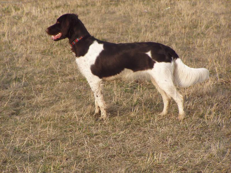 Foto: Bona\\.\\.na poli