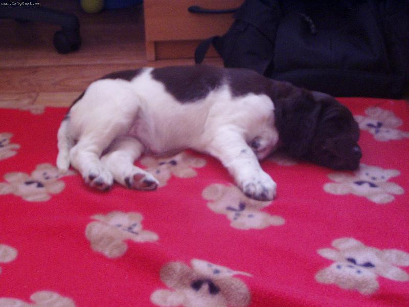 Foto: Hera z Vlasteckého vrchu-7 týdnů \\.\\.\\.2 dny doma