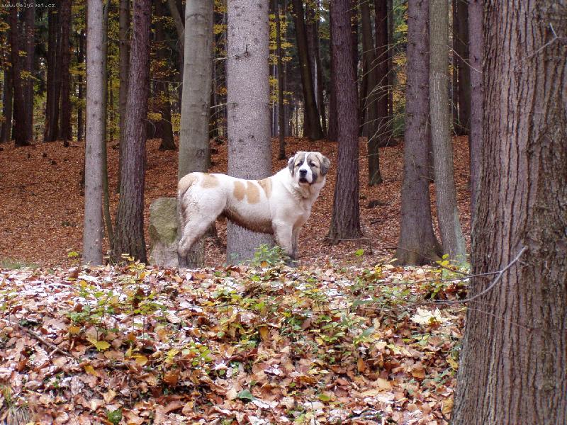 Foto: argo-tak tohle je muj milasek- a roste \\(trosku se mi pred tim probehl bahnem \\)\\.\\.\\. :-\\)