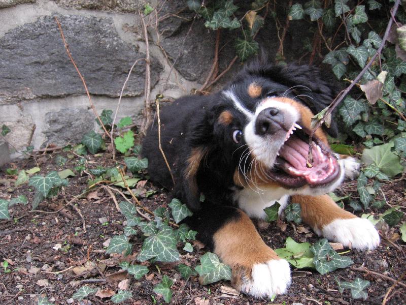 Foto: Jessie z Hodolan-Že by tygr\\?