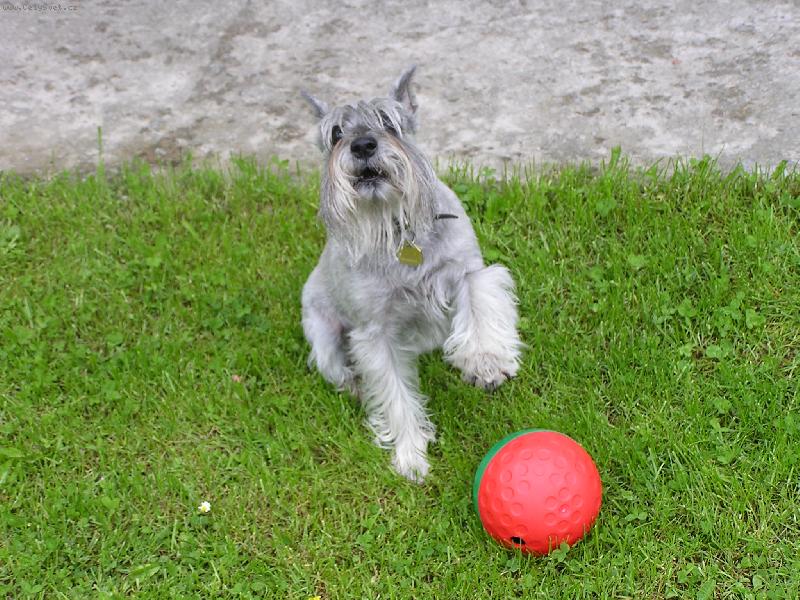 Foto: VIKI-No tak paničko\\.\\.\\.