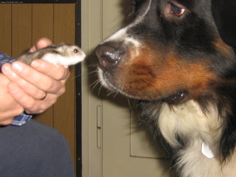 Foto: kamarídi-můj pes Brit s mím křečkem Márinkou