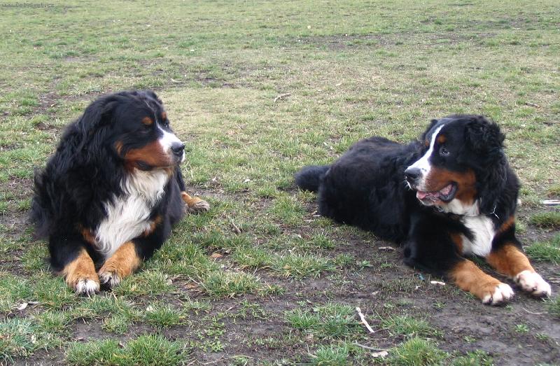 Foto: Chlapi na pivu-Dag a Astor