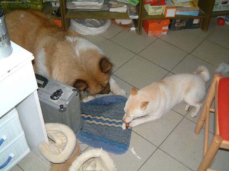 Foto: Shiba snídá s Akitou