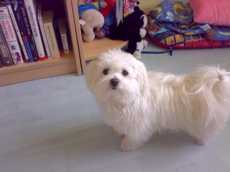 Foto: Náš miláček Sindynka