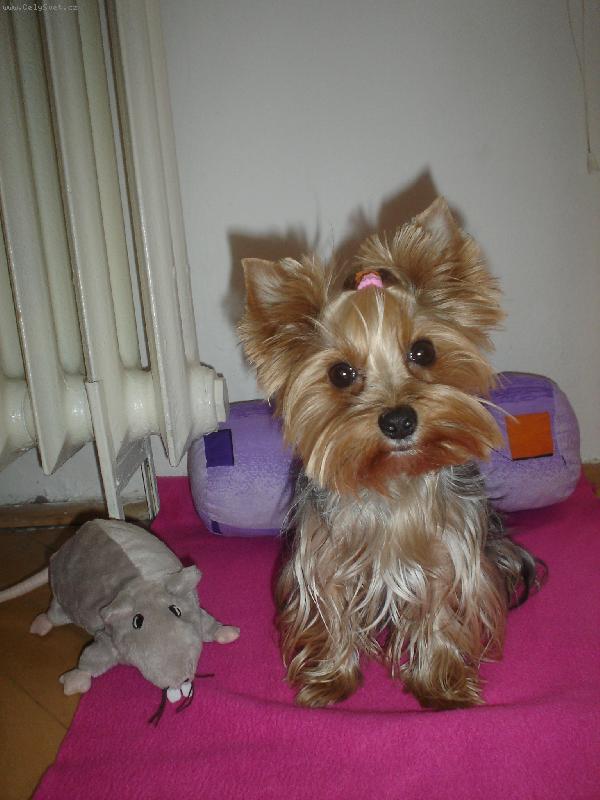 Foto: Ami vegetí doma