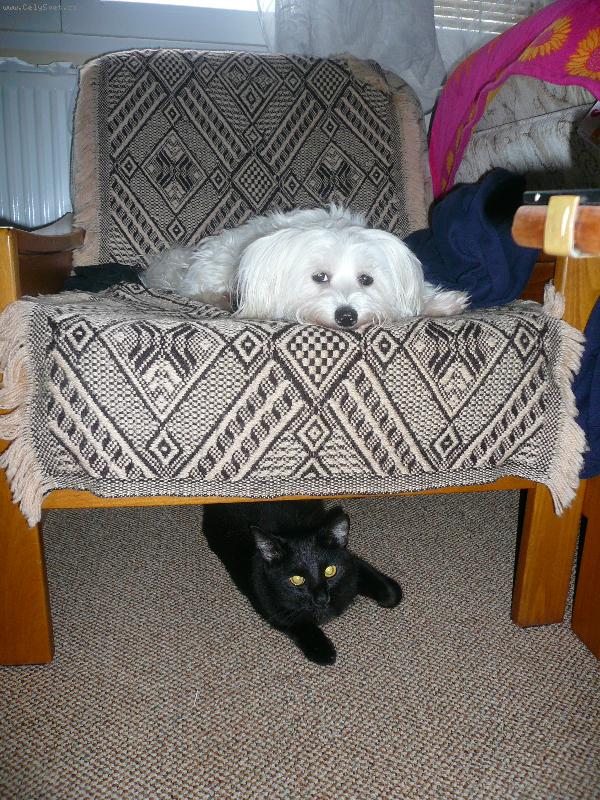 Foto: Ari a Basty-Tady po venčení Arča ulehla a Bastík šel spinkat pod ní asi jí hlídal,  aby mu znova neodešla ven..?!