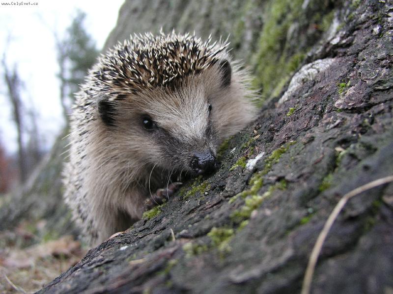Foto: ježk-ježek