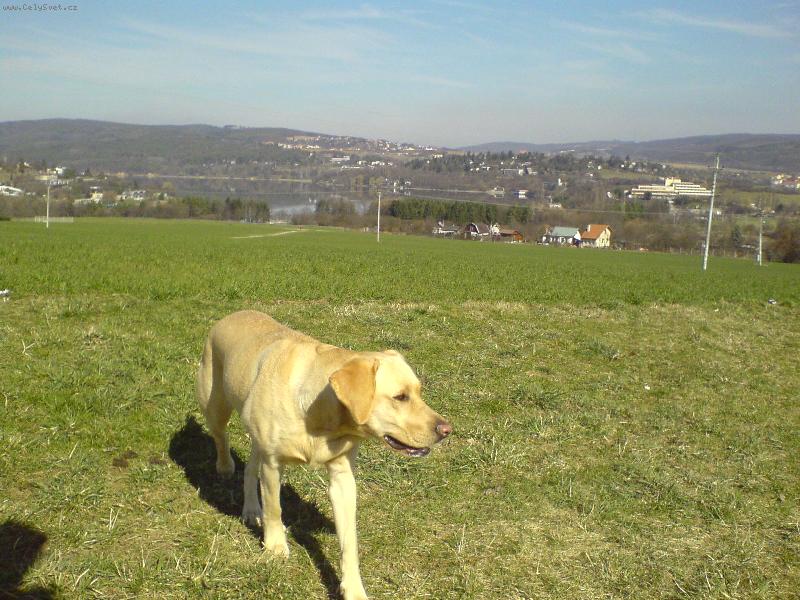 Foto: velký výběh v Bystrci-Brněnská přehrada 12.3.2007 v 11.00