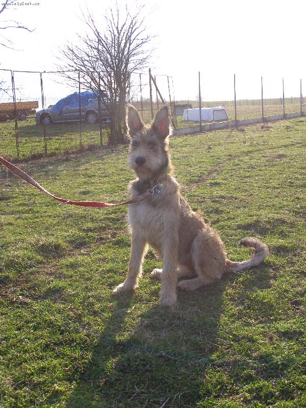 Foto: BIJOU DE L´AVOCAT DE LA TOUR 5 měsíců