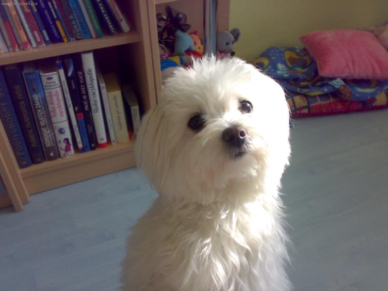 Foto: Náš miláček Sindynka