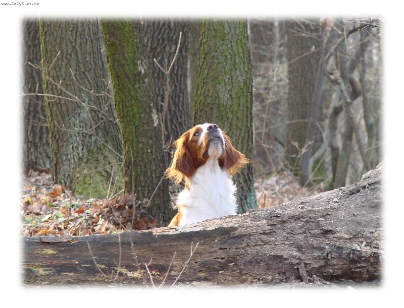 Foto: a je tu jaro-Eira z Vlčích Máku