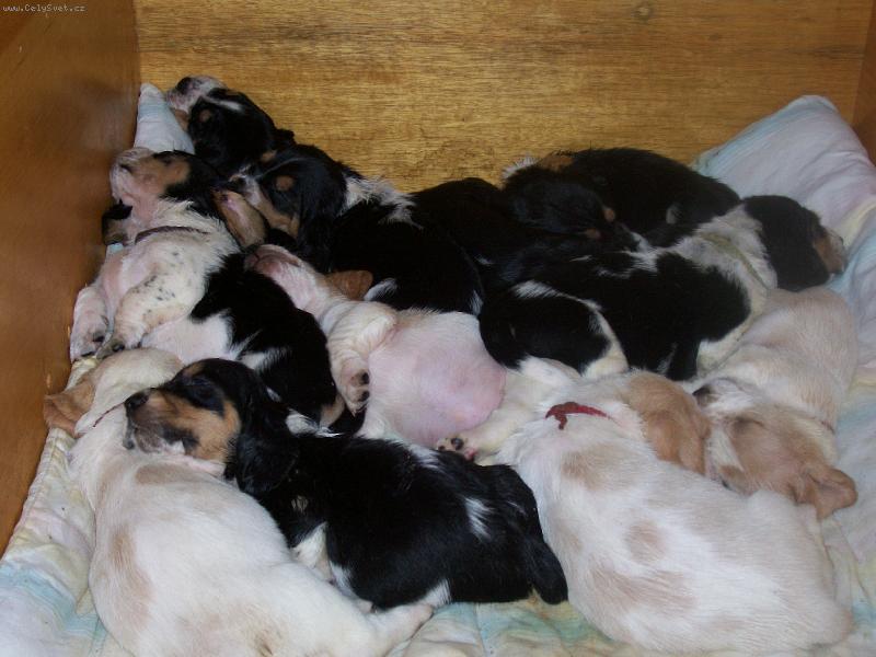 Foto: basetí mimča