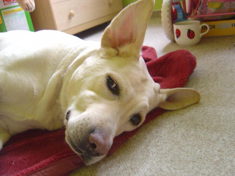 Foto: Labrador s ukupírovanýma ušima-"stojí mi uši!"