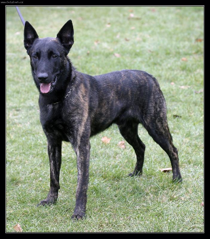 Foto:  Carlos finlay-Náš Holan