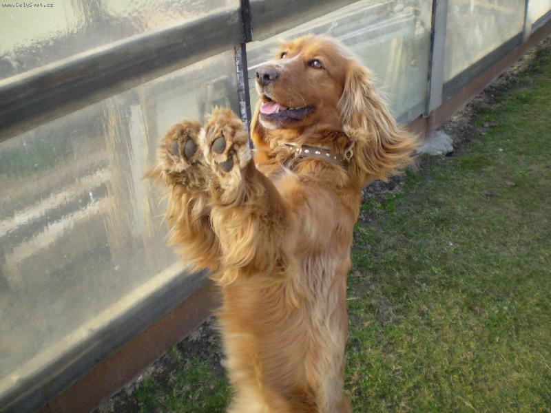 Foto: miláček Niki-prosím, prosím