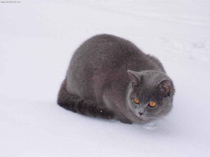 Foto: Max-Max na sněhu