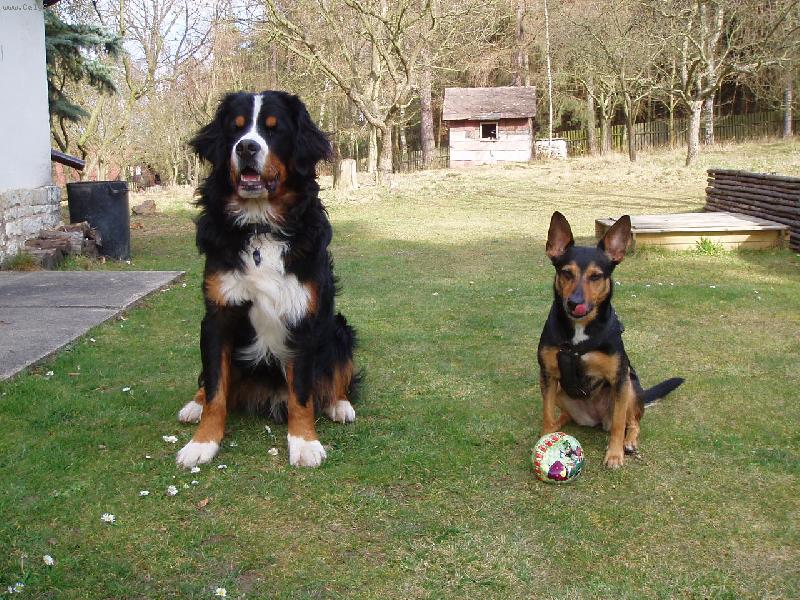 Foto: Amadeus a Sindy-nerozlučná dvojka