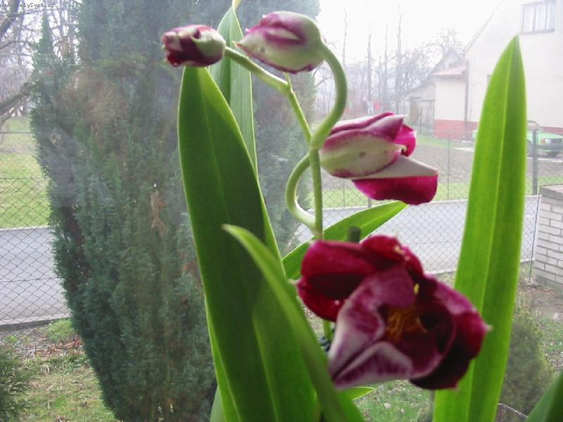 Foto: Rozkvétající miltonie