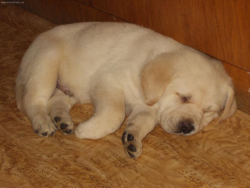 Foto: Ben-Ben prvn� den doma