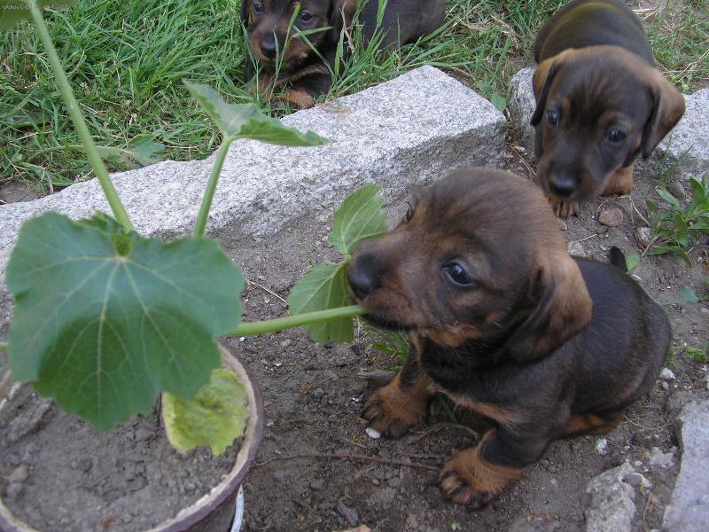 Foto: konzerva je dobrá, ale když není co jíst..........