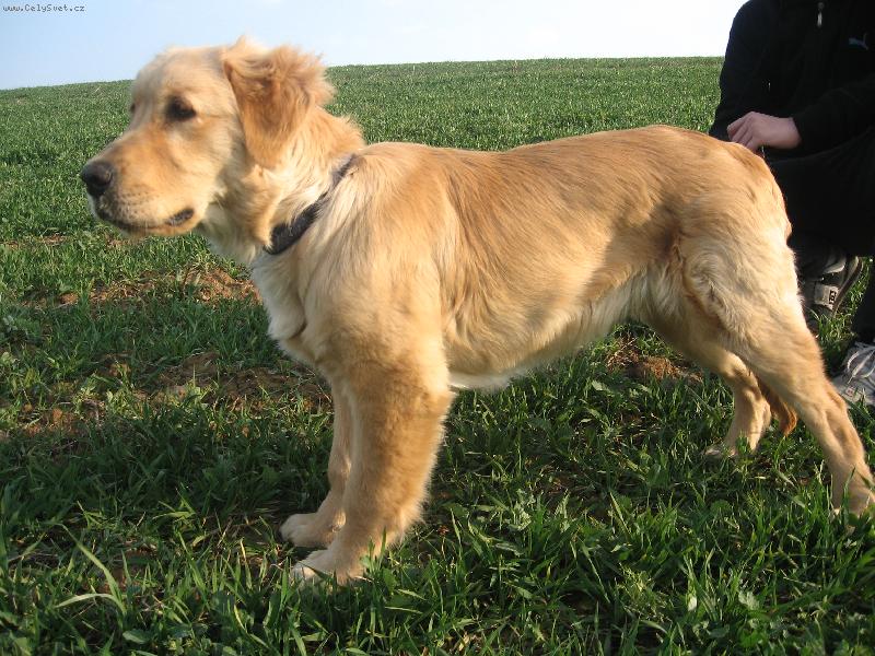 Foto: Náš 5timěsíční fešák Jerry:)