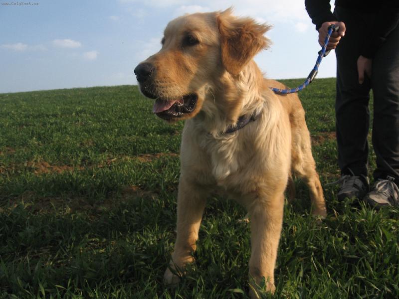 Foto: Náš 5timěsíční fešák Jerry:)