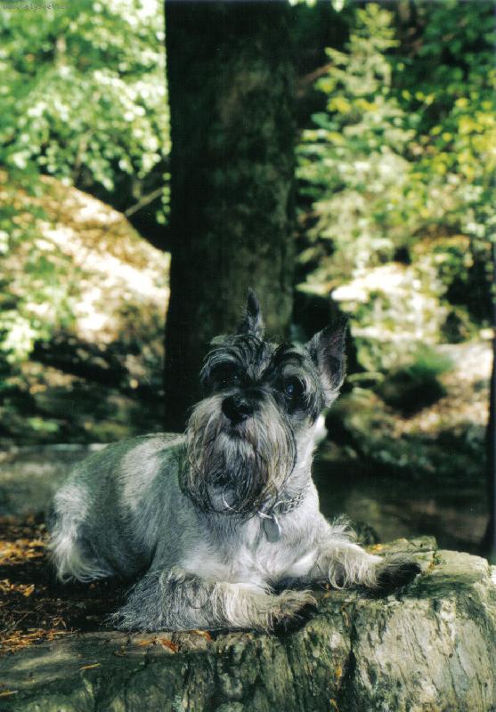 Foto: Molly-na Rešovských vodopádech