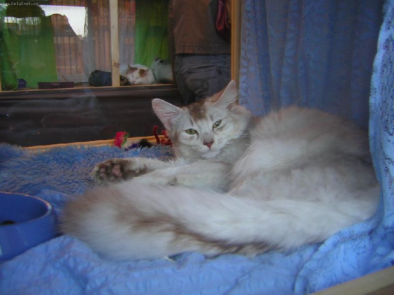 Foto: Zabor von Kismayu v CHS Atuar*cz-krycí kocourek Zabor